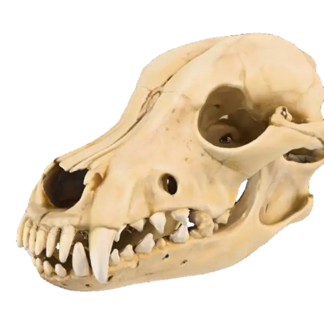 Skull Study 3D model, vytvořený pomocí AI