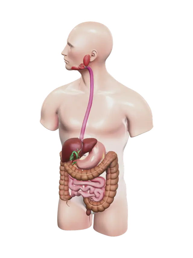 Modello 3D Realistic Digestive System, generato dall’IA