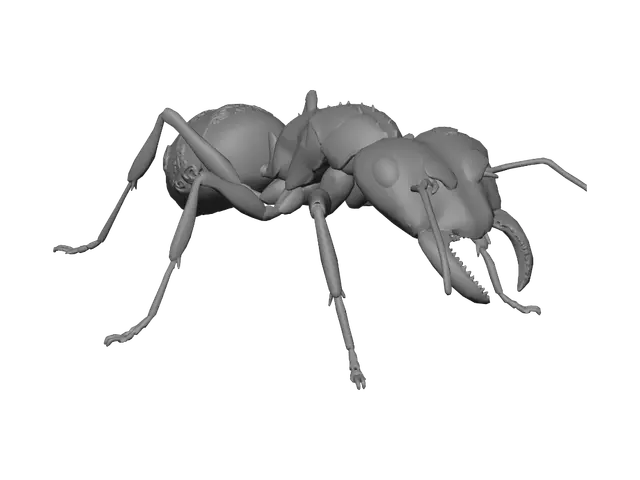 3D model for Ant