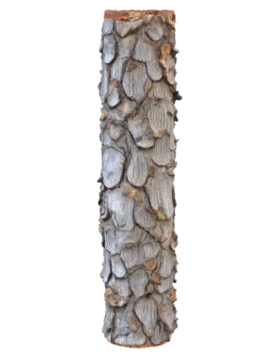 3D model for Textured Pine Bark, #PBR#
