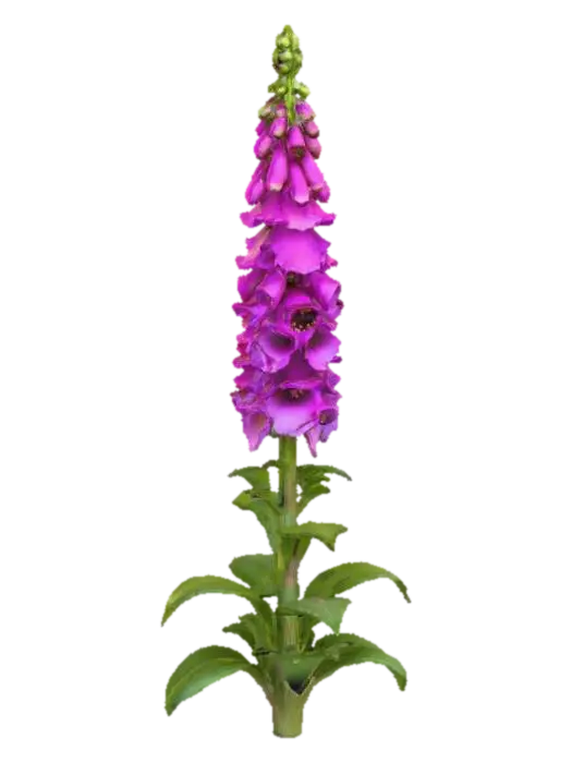 3D model for Foxglove Blossom