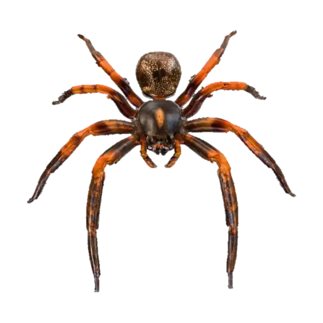 13261024-903b-4e05-a8eb-ed4de8b20fa7 - Mischievous 3D model, vytvořený pomocí AI