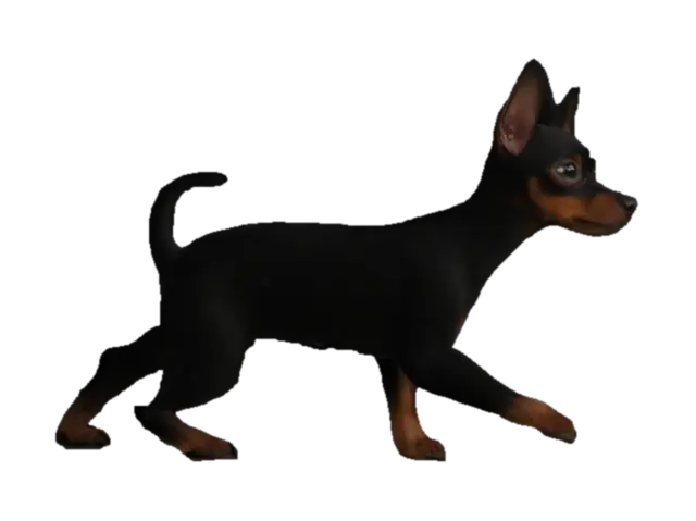 a small, smooth-coated black min-pin dog with a compact, angular body and pronounced… - Breeds 3D model, vytvořený pomocí AI