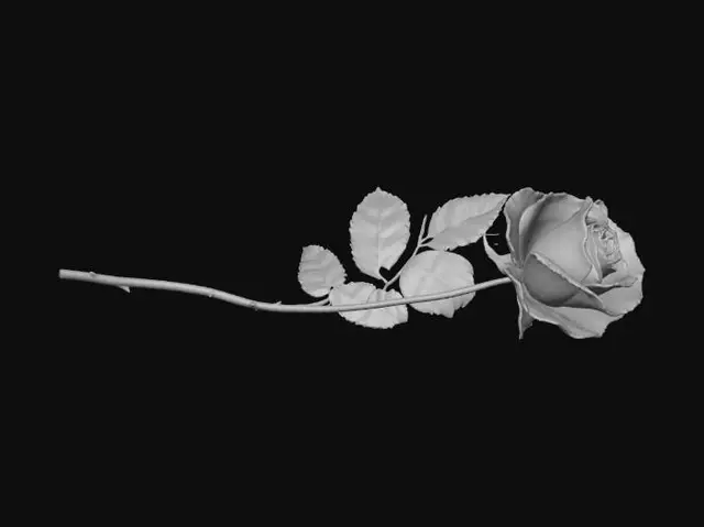 3D model for Red Rose Elegance