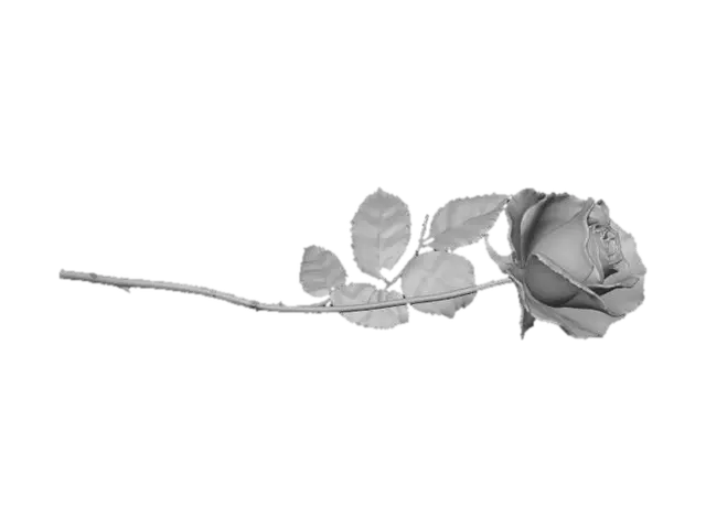 3D model for Red Rose Elegance