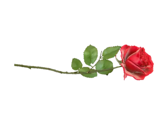 3D model for Red Rose Elegance