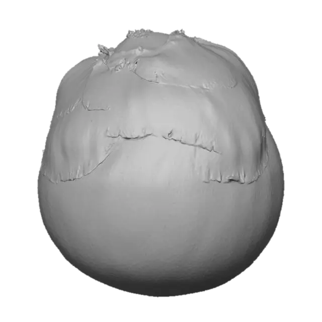 3D model for Palmyra Palm Fruit