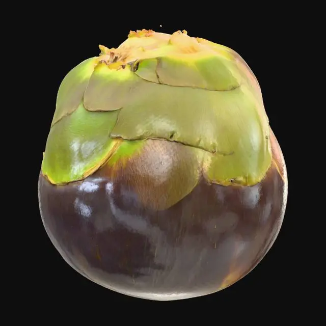 3D model for Palmyra Palm Fruit