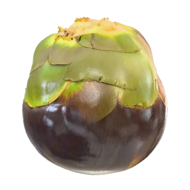 3D model for Palmyra Palm Fruit
