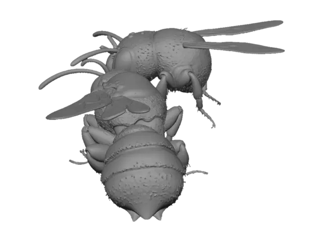 3D model for Two Angles of a Wasp