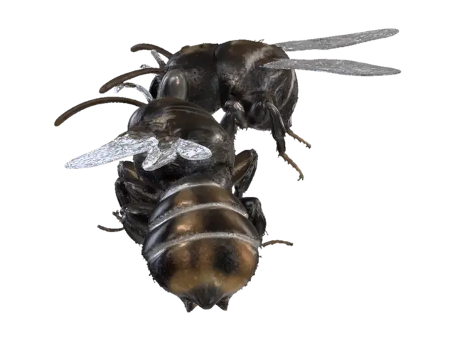 3D model for Two Angles of a Wasp