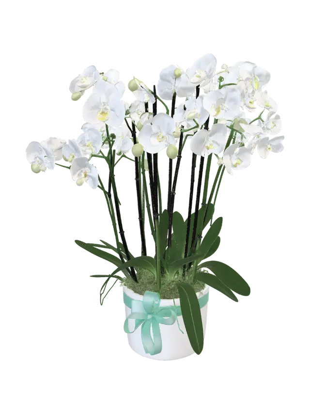 3D model for White orchid arrangement with teal ribbon
