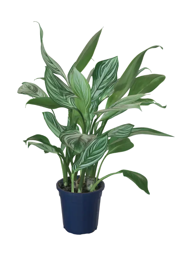 3D model for Variegated Leaf Plant in a Blue Pot