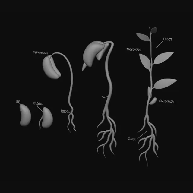 3D model for Bean Seeds Germination in Soil