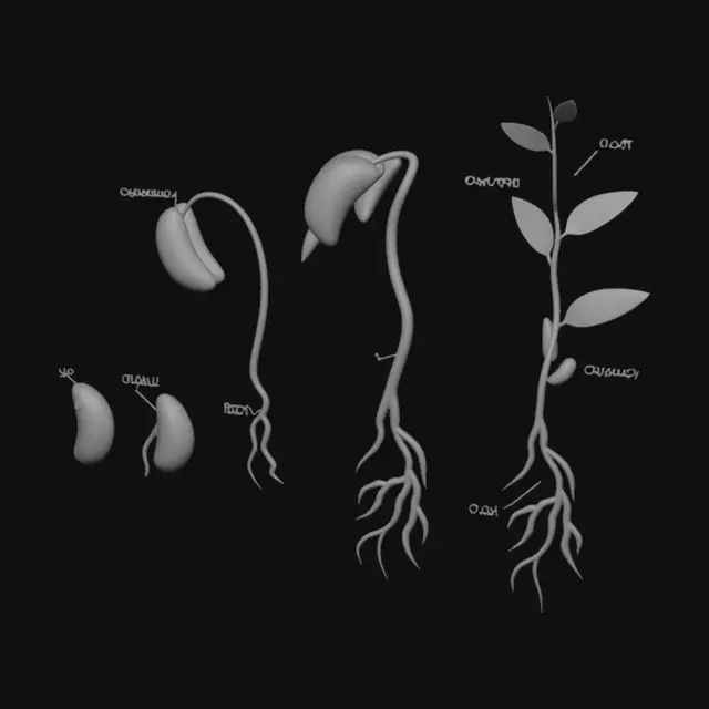 3D model for Bean Seeds Germination in Soil