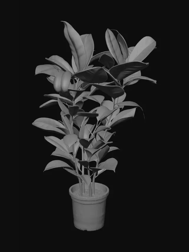 3D model for Variegated Rubber Plant