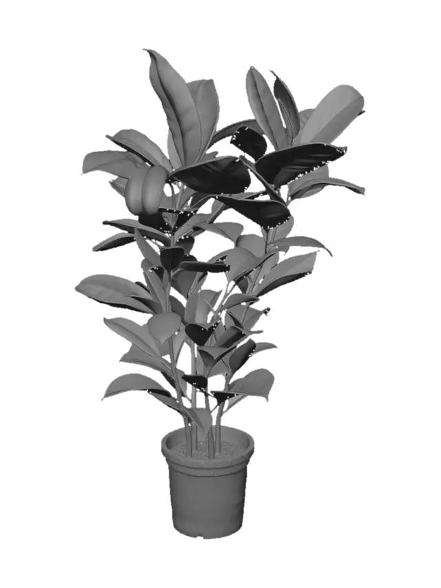 3D model for Variegated Rubber Plant
