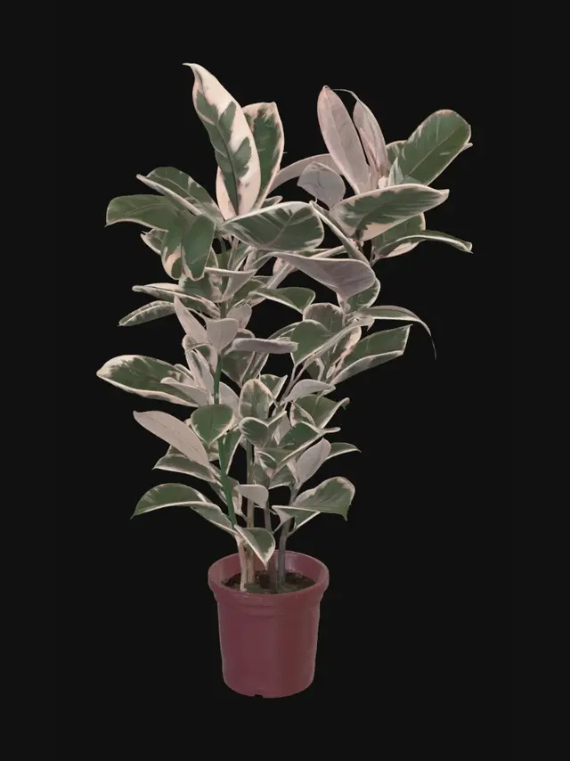3D model for Variegated Rubber Plant