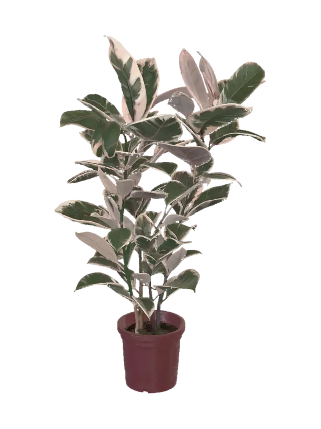 3D model for Variegated Rubber Plant