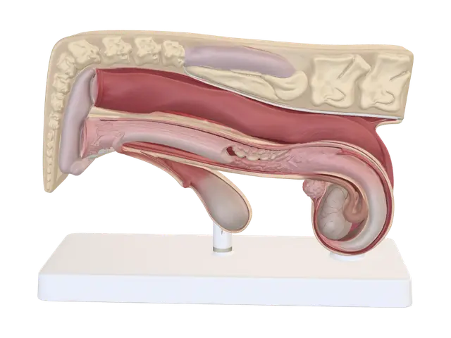 3D model for Diagrama anatômico do sistema reprodutor feminino com bexiga e uretra