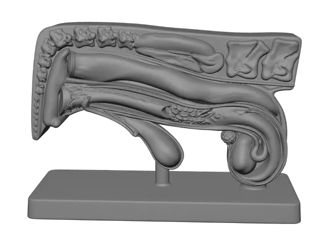 3D model for Diagrama anatômico do sistema reprodutor feminino com bexiga e uretra