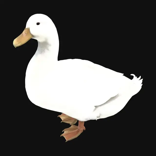 3D model for Snowy Pekin Duck