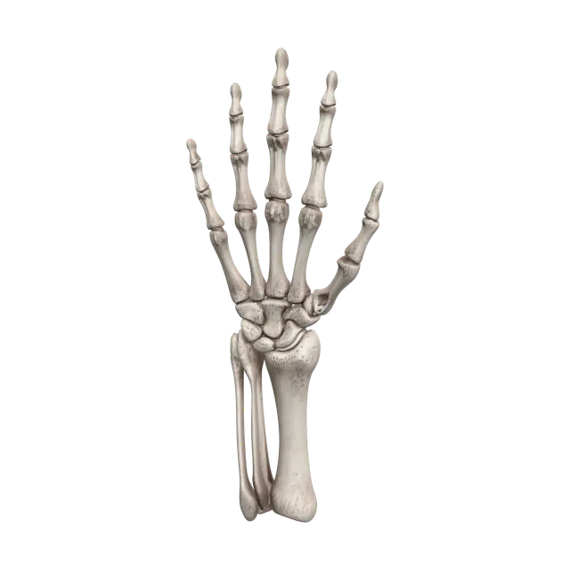3D model for Ornate Bones Of Hand