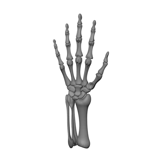 3D model for Ornate Bones Of Hand