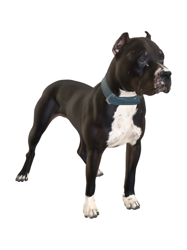 3D model for Sunlit Stance