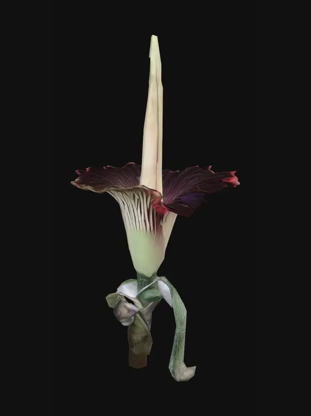 3D model for Titan Arum Bloom
