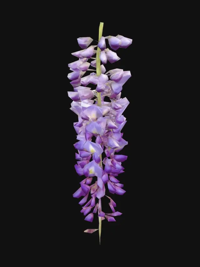 3D model for Purple Wisteria Cascade