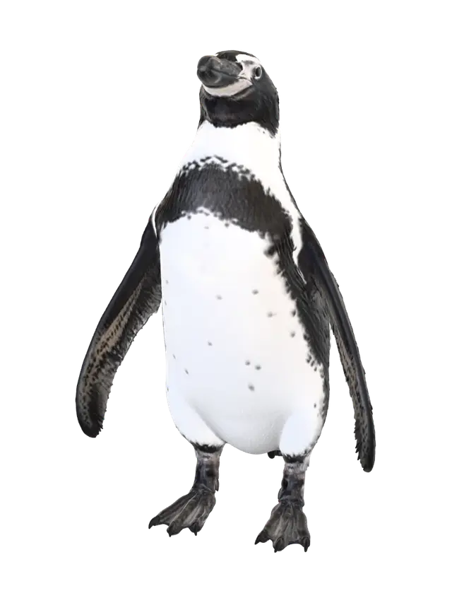 Pingüino de Humboldt - Proud 3D model, vytvořený pomocí AI