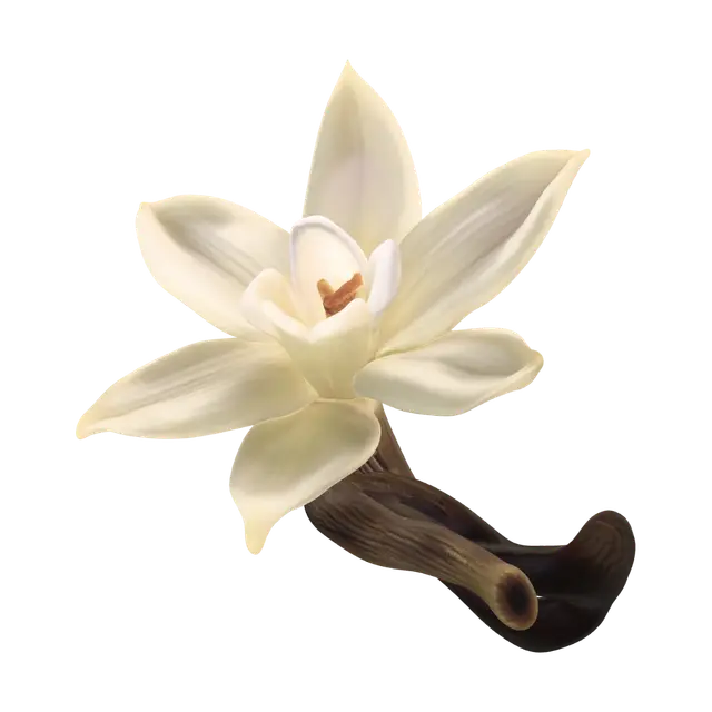 3D model for Vanilla Orchid Bloom