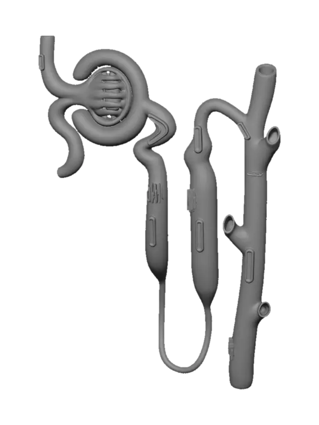 3D model for Different Parts of a Nephron