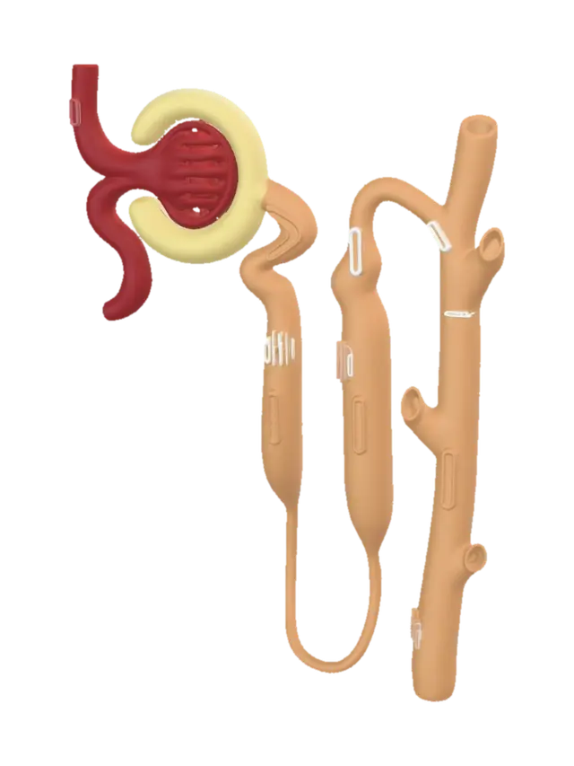 3D model for Different Parts of a Nephron