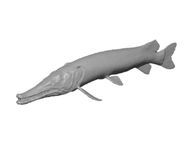 3D model for Alligator Gar