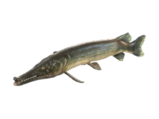 3D model for Alligator Gar