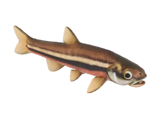 3D model for Minnow Majesty