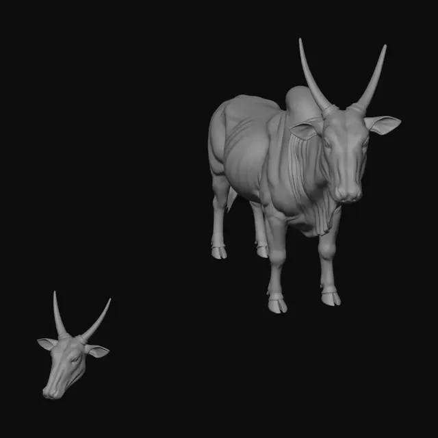 3D model for Bull Dimensions Diagram