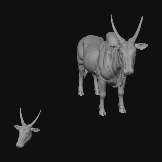 3D model for Bull Dimensions Diagram