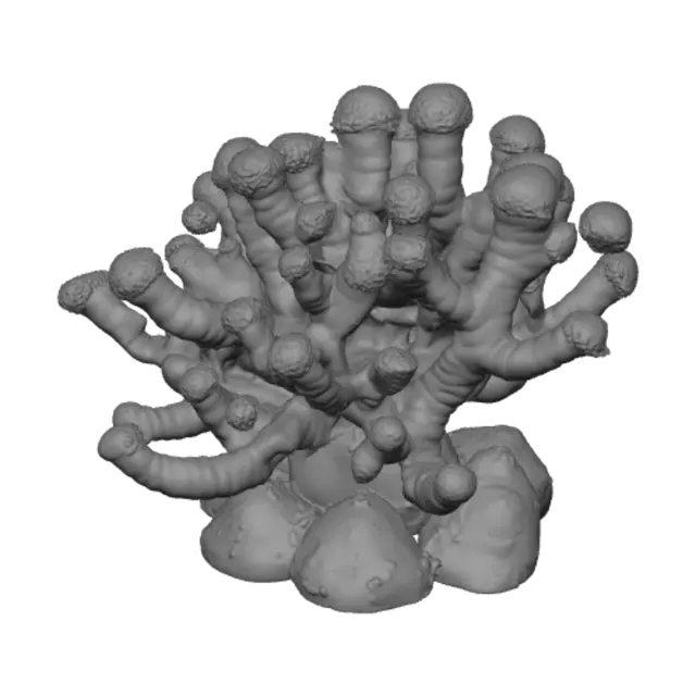 3D model for a colorful coral plant