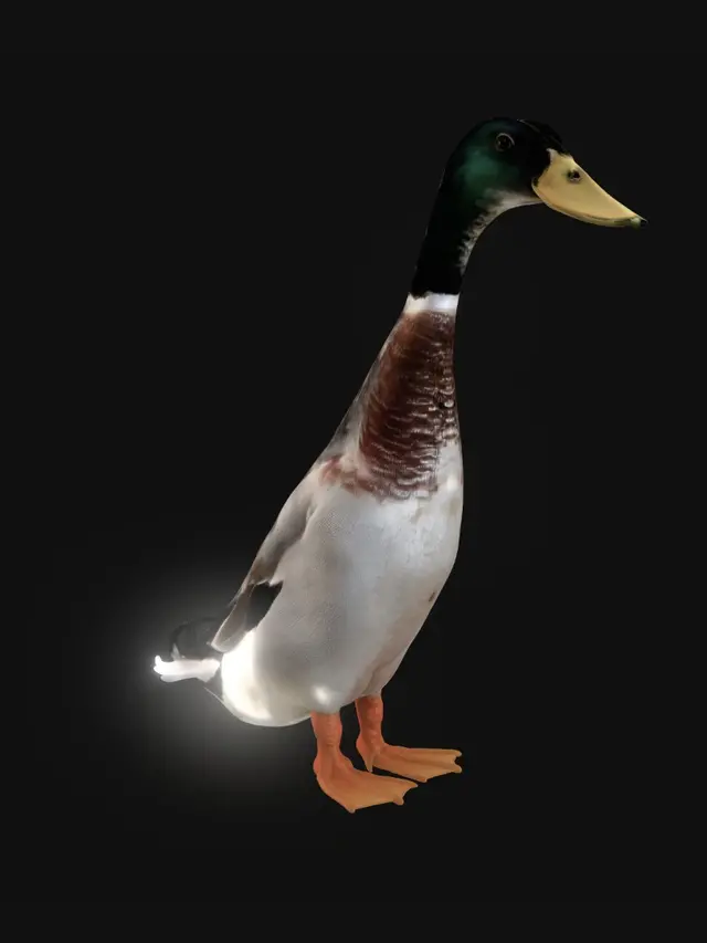 3D model for Mallard by the Pond