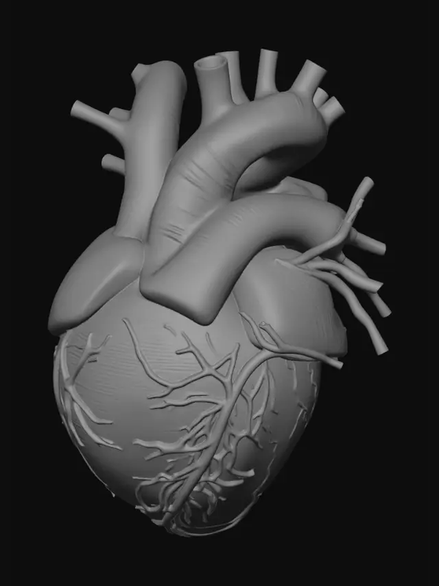 3D model for hiper realistik kalp anatomisi.
