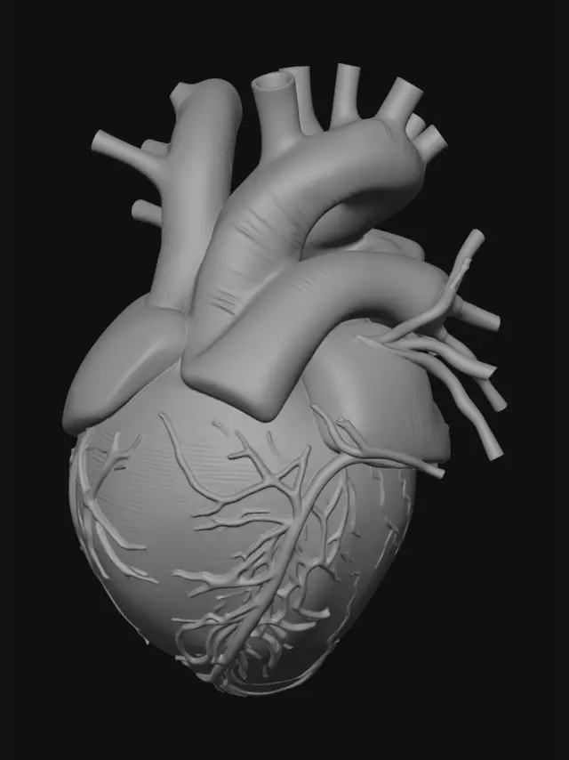 3D model for hiper realistik kalp anatomisi.