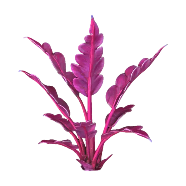 3D model for Snow Fern