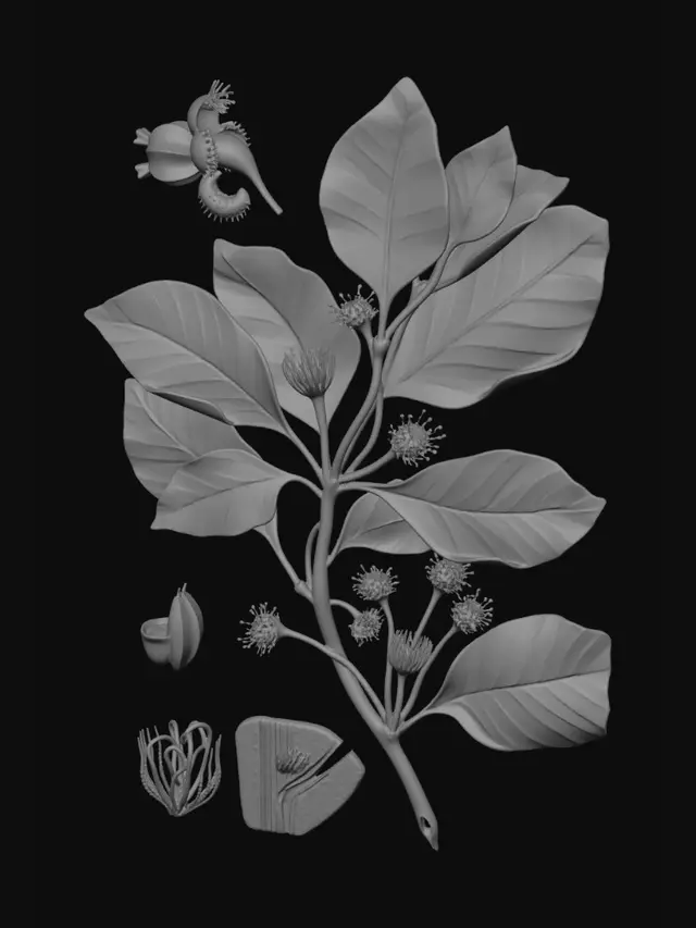 3D model for European beech