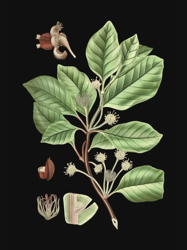 3D model for European beech