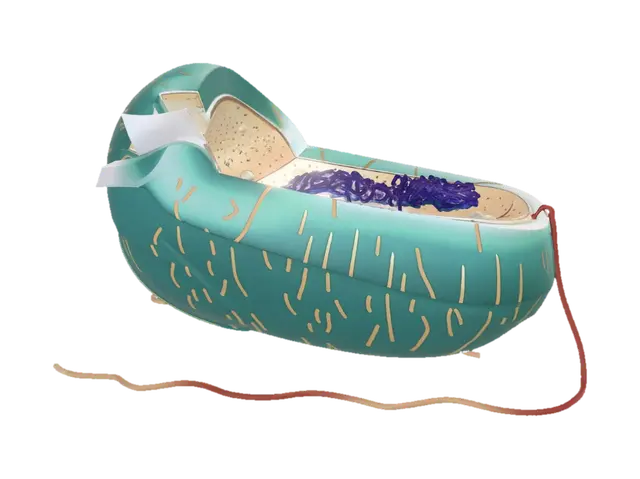 3D model for Diagram of a bacterial cell