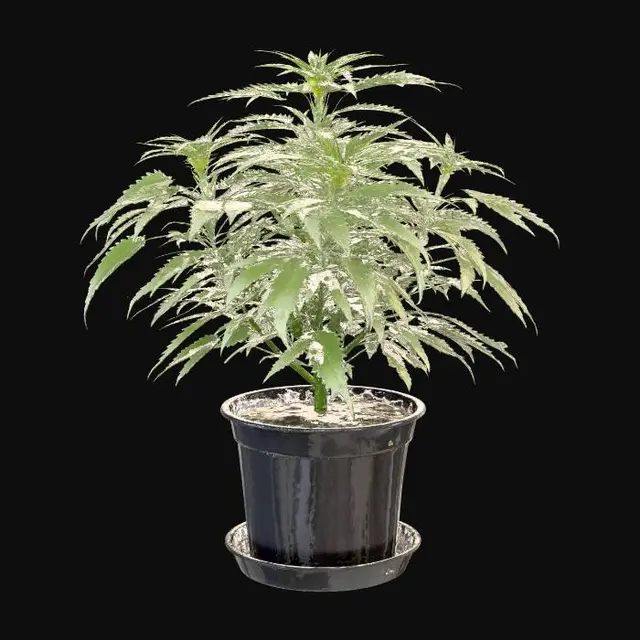 fabric planting containers Grow Bags - 2 to 50 Gallon
