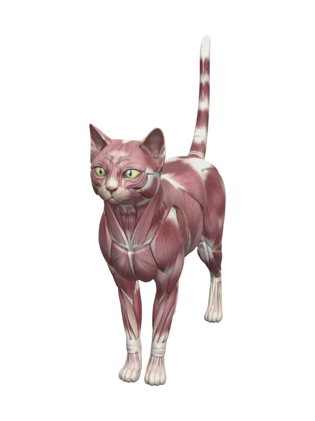 Modello 3D Low-Poly Cat Reference - Catmodel, generato dall’IA